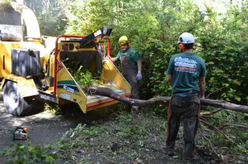 tree services Centreville